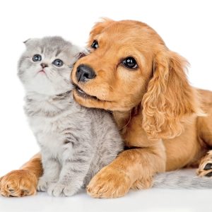 Mascotas